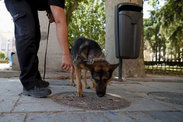 Полицейските кучета в Мадрид слушат класическа музика след работа 