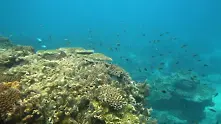 Големият бариерен риф е станал масов гроб на корали през 2016 г.