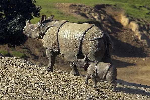 Приключенията на най-известния носорог Бъртъс 