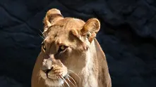 Лъвица избяга от зоопарка в Брюксел, убиха я