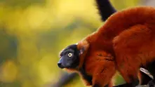 Уникалните животни на остров Мадагаскар