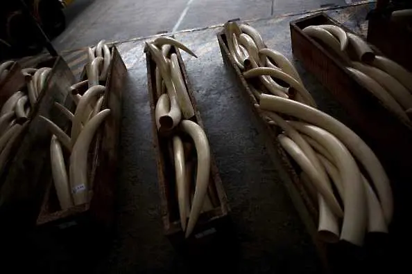 Незаконна слонова кост се продава из цяла Европа