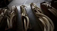 Незаконна слонова кост се продава из цяла Европа