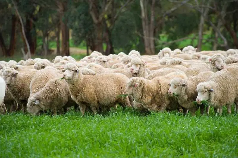 Към момента има пет огнища на чума по овце и кози