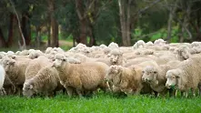 Към момента има пет огнища на чума по овце и кози