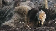 Забранява се груповият лов на диви свине