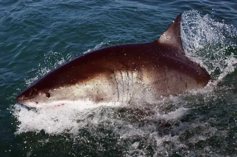 Акула уби турист в Червено море