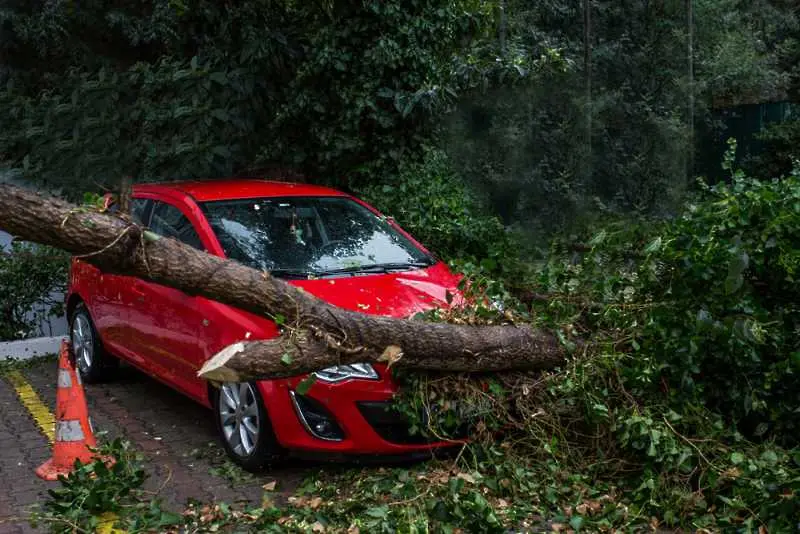Дърво падна върху три автомобила в Пловдив