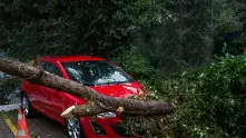 Дърво падна върху три автомобила в Пловдив