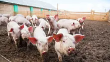 Близо 50 000 прасета евтаназирани в Румъния заради чумата