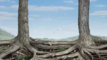Дърветата имат чувства