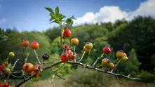 Времето: Слънчево преди обяд