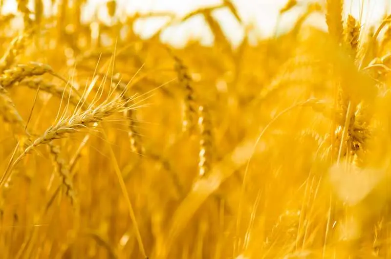 15% ще е пшеницата с добри хлебопекарни качества от тазгодишната реколта