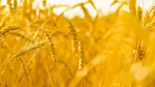 15% ще е пшеницата с добри хлебопекарни качества от тазгодишната реколта