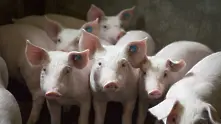 Евтаназираха десетки прасета във Варненско