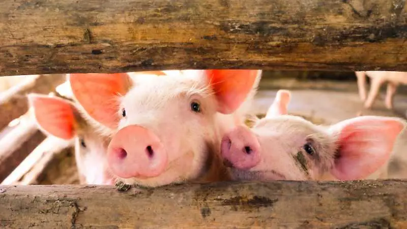Африканска чума заплашва най-големия производител на свинско месо в света