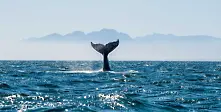 Япония иска да бъде премахната 32-годишната забрана за китолов