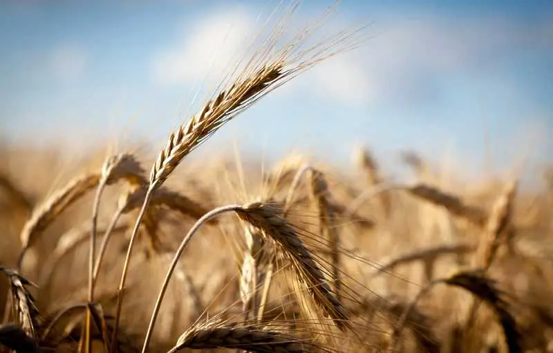 Лошо качество вдига цената на пшеницата
