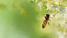 Пробив: Учени създадоха ваксина срещу заболяване при пчелите