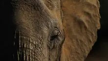 Последните снимки на Кралицата на слоновете