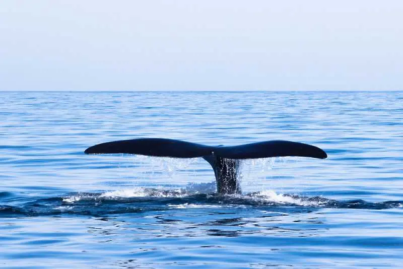 40 килограма пластмаса откриха в стомаха на мъртъв кит
