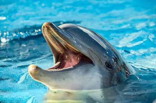 Роди се делфинче във Варненския делфинариум 