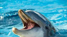Роди се делфинче във Варненския делфинариум 