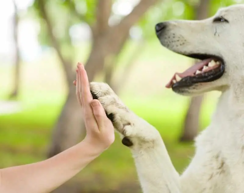 Наистина ли притежаването на куче подобрява здравето на човека?