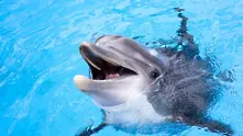 Делфините са заплашени от изчезване, алармираха учени
