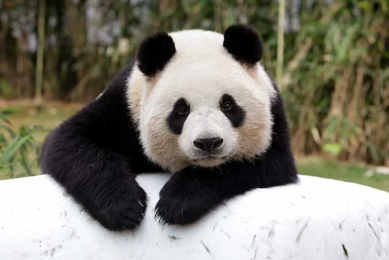 Китайският президент подари две панди на Московския зоопарк