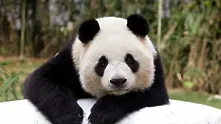 Китайският президент подари две панди на Московския зоопарк