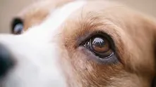 Учени: Кучешките очи са еволюирали, за да изпращат послания до хората