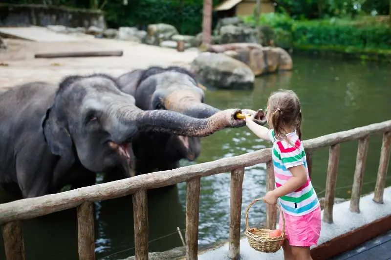 Във виенския зоопарк Шьонбрун се роди слонче
