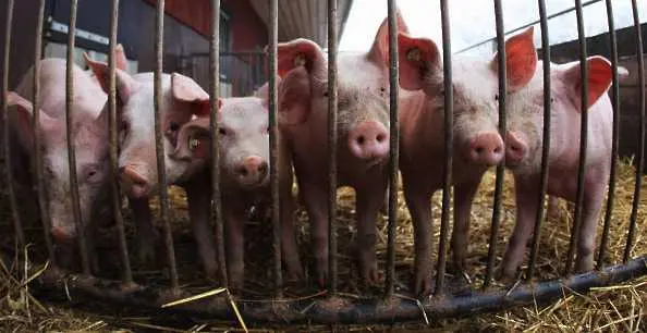Бедствено положение от днес в община Свищов заради чумата по свинете. Викат армията на помощ