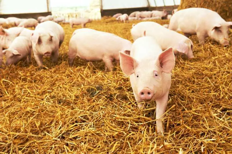 Има опасност България да загуби цялото си свиневъдство