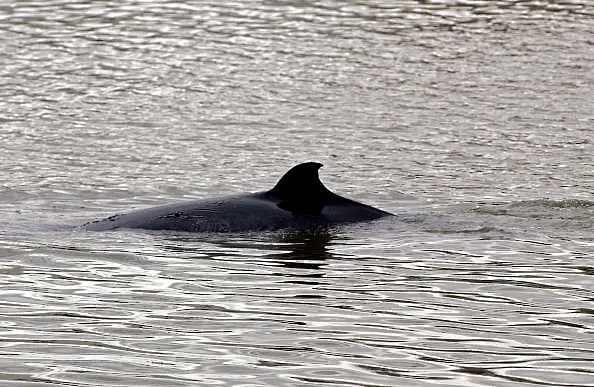 Нов вид китове откриха в Охотско море