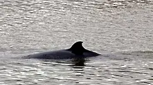 Нов вид китове откриха в Охотско море