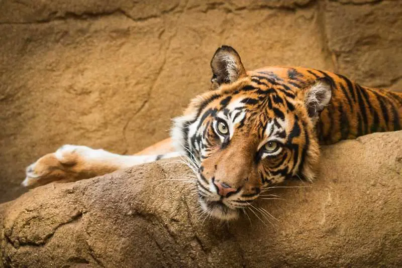 2-годишно дете бе нападнато от тигър в тайландски зоопарк
