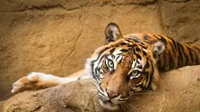 2-годишно дете бе нападнато от тигър в тайландски зоопарк