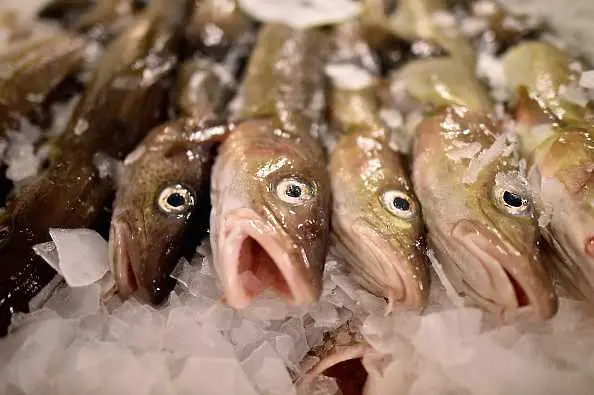 Заразена с опасна бактерия пушена риба стигна до магазините. 500 килограма са изтървани от контрол   