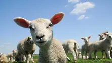 На разходка с овцете из Мадрид (видео)