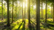 Фондация и влогър засаждат 20 милиона дървета