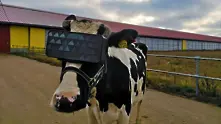 Крави борят стреса с очила за виртуална реалност