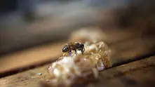 ЕК забрани вреден за хората и пчелите пестицид