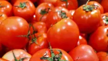 Как доматите загубиха вкуса си