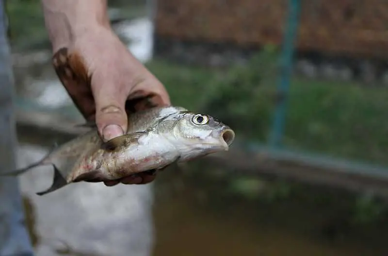 Пазарджишка фирма е източникът на замърсяването, отровило рибата в р. Марица