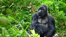 Четири редки планински горили са загинали в резултат на удар от мълния