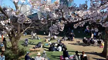 Снимка на седмицата: Пролетта в Япония