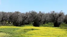 Смъртоносен патоген върлува по маслиновите дървета в Европа. Може да причини загуби за милиарди
