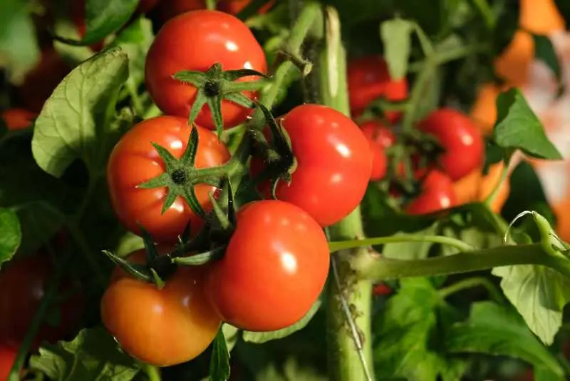С 1/3 намаляват площите у нас за производство на домати и пипер